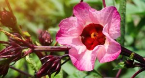 Hibiscus-seed-oil