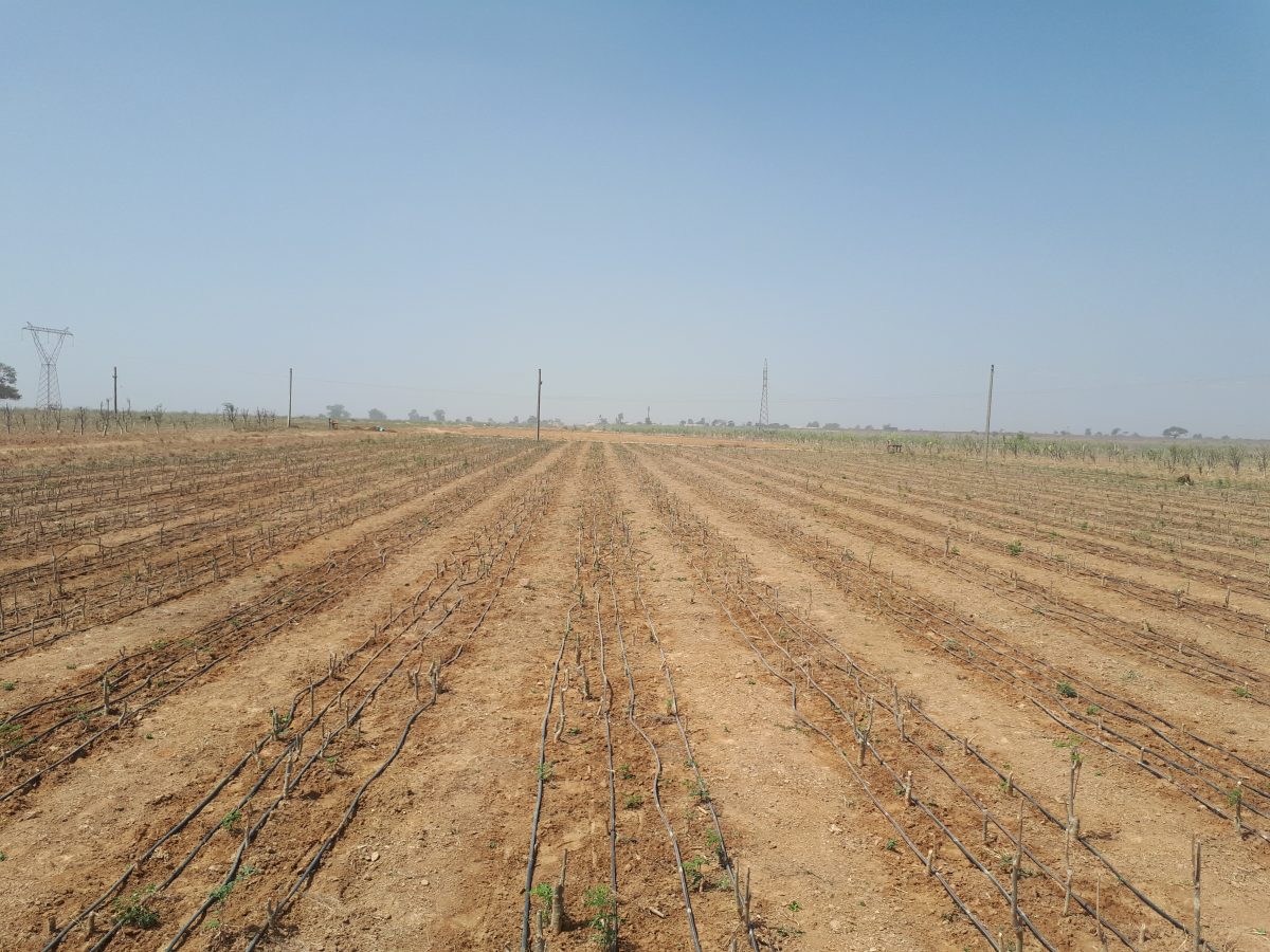 Drip Irrigation- Our Water Conservation Solution