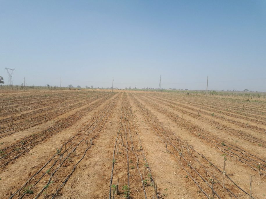 Drip Irrigation- Environmental Impact