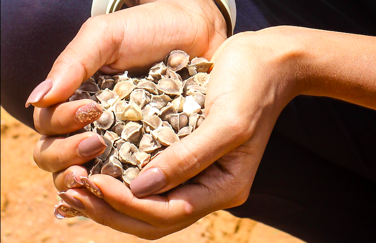 Moringa Seed Water Purification