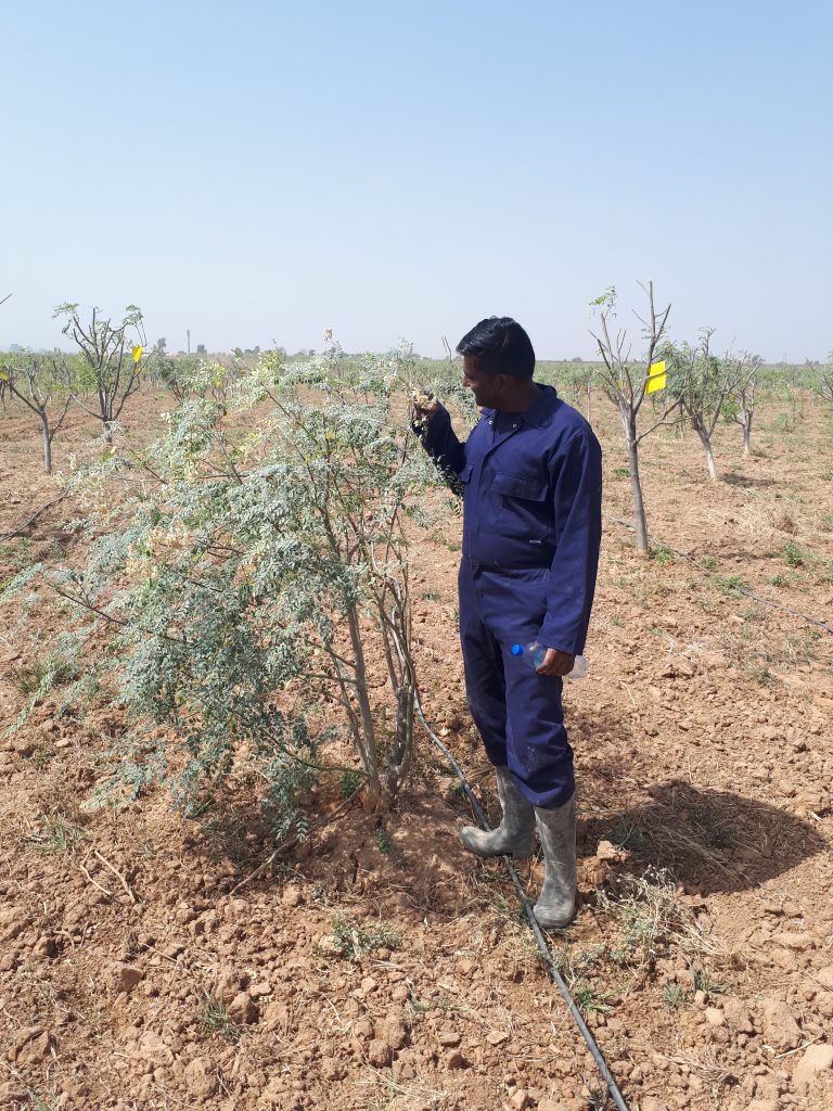 Moringa-Farm-Seeds